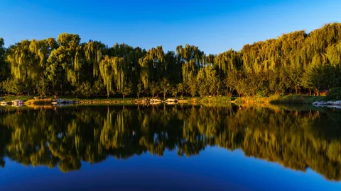 Vrbe uz mirno jezero (ilustrativna fotografija)
