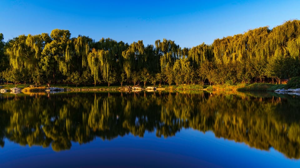 Vrbe uz mirno jezero (ilustrativna fotografija)